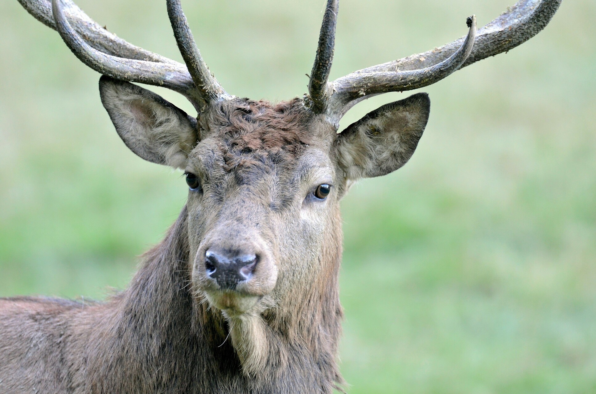 Join one of our guided outings to hear the stag’s bellow during its reproduction period.
