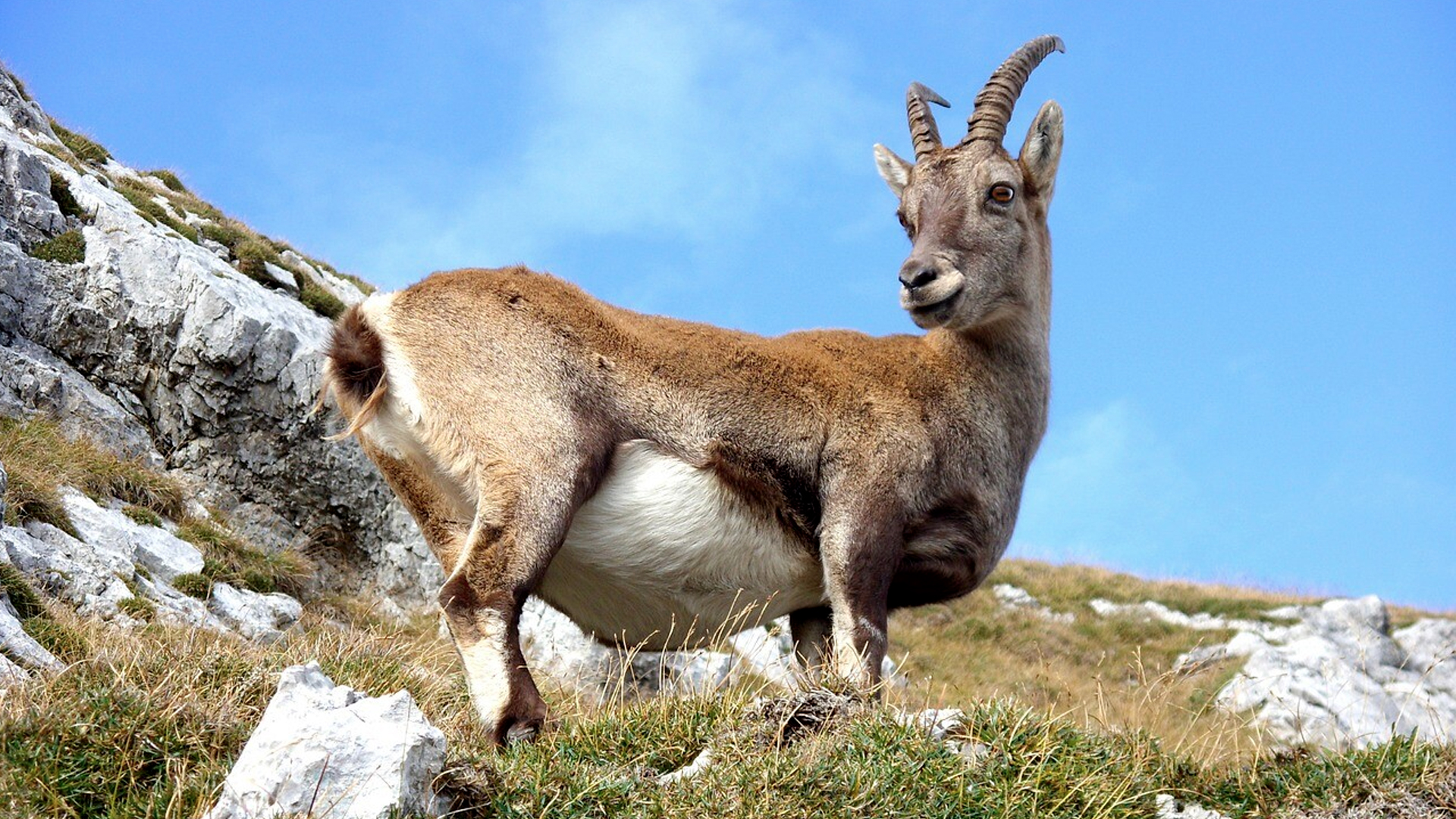 Auf  Ihren Wanderungen begegnen Ihnen neugierige, aber ängstliche Wildtiere. Achtung, bitte nicht stören.