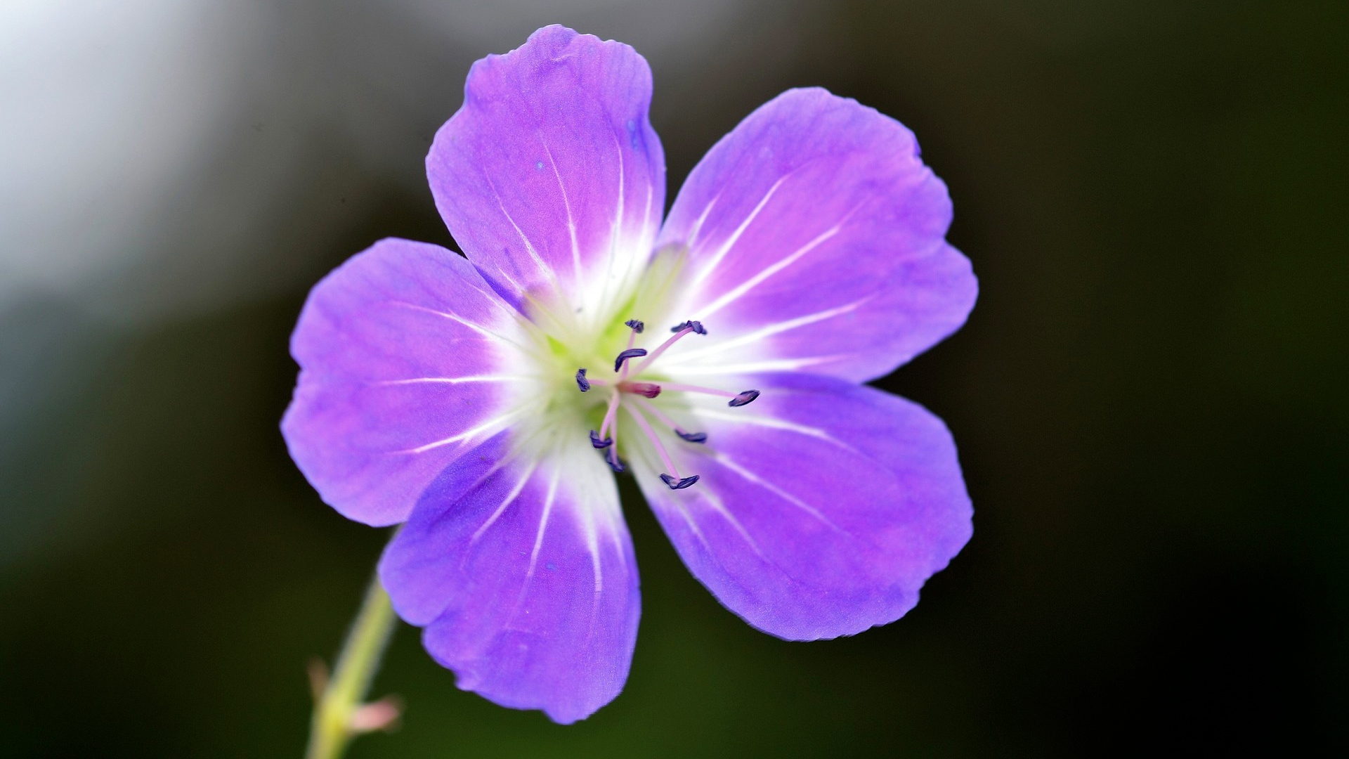 Die Flora in unserer Region hält viele Überraschungen bereit und belebt während den warmen Monaten unsere Landschaften mit vielfältigen, leuchtenden Farben.